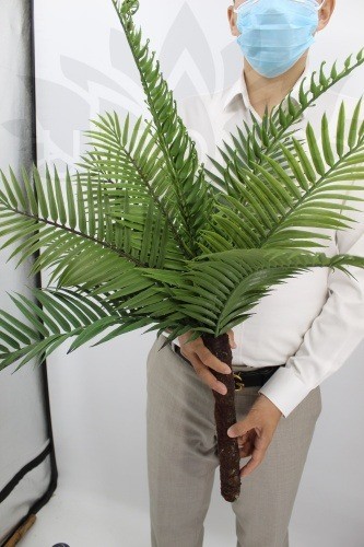 Дерево PLH095/2439