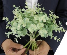 Эвкалипт PLH-067/2251