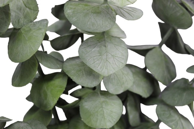 Эвкалипт 3107