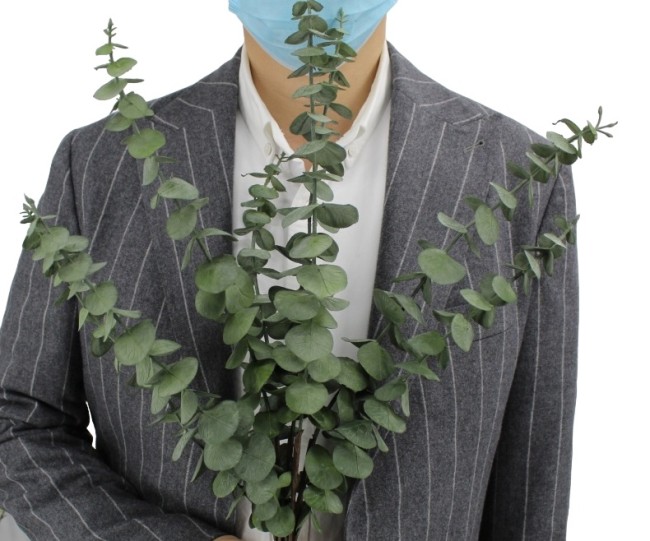 Эвкалипт 3107