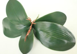 Корешки орх.2 крупных+3средних л.ФЛОРИТУС Н35см Д11251