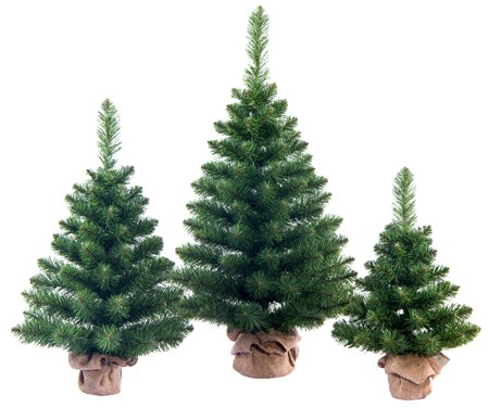 Ель настольная Боярская 0,7м пенек+мешковина ЕНБ 07