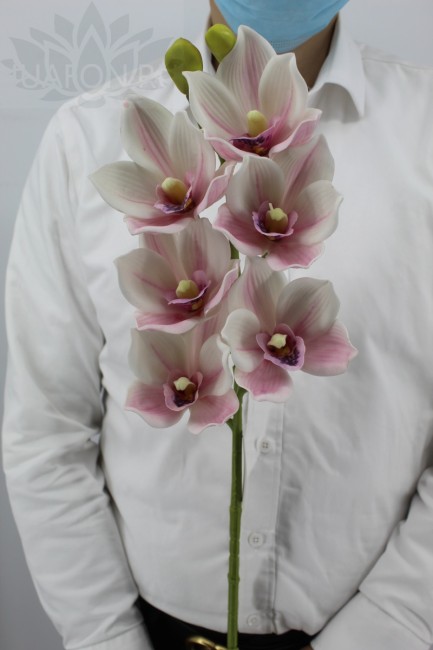 Магнолия Ф 6 арт 2125-3