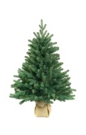 Ель настольная Европейская  0,6 м ЕЕС 06