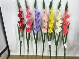 Гладиолус 8  1698