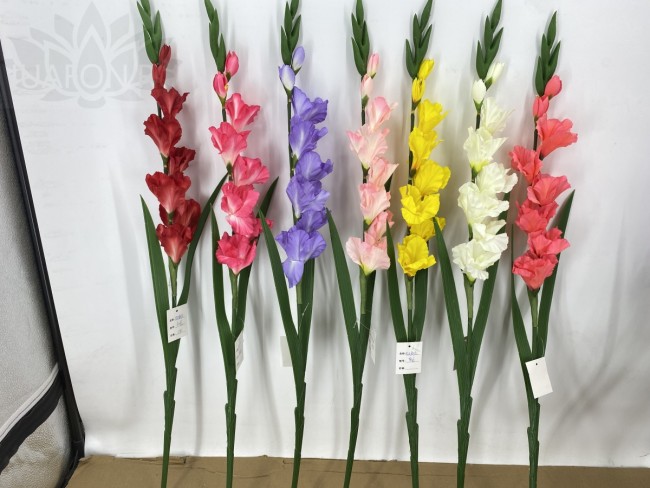 Гладиолус 8  1698