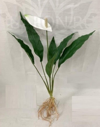 Кувшинка 566