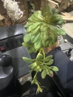 Суккулент 714