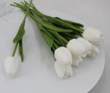 Белый тюльпан 080-1