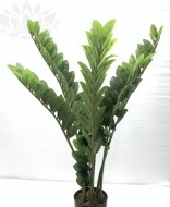 Замиокулькас AL-4A-33/2595