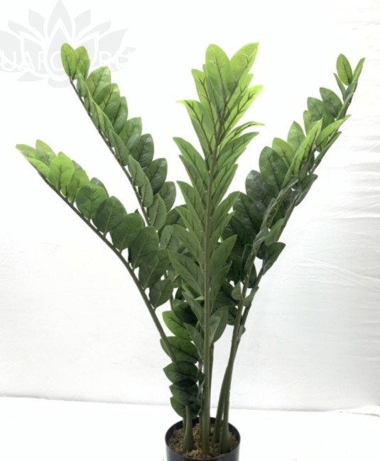 Замиокулькас AL-4A-33/2595