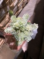 Суккулент 779