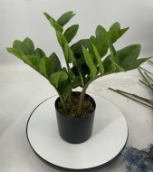 Замиокулькас 40см с горшком/2585