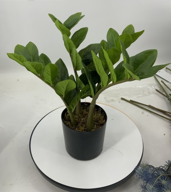 Замиокулькас 40см с горшком/2585