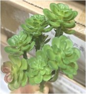 Суккулент 684